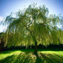 Allerton Towers Tree