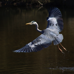 Grey Heron