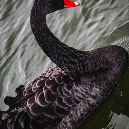 Black Swan