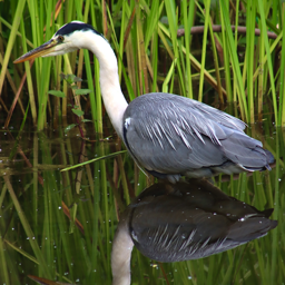 Grey Heron