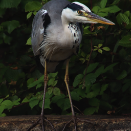 Grey Heron