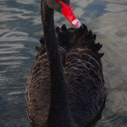 Black Swan