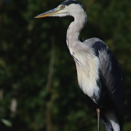 Grey Heron