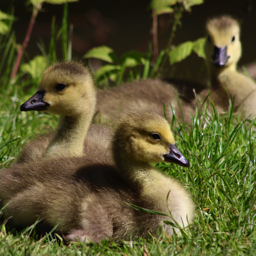 Goslings