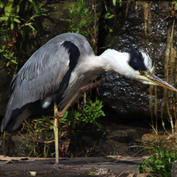 Grey Heron