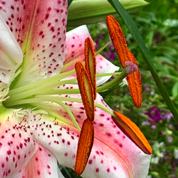 Calla Lilies