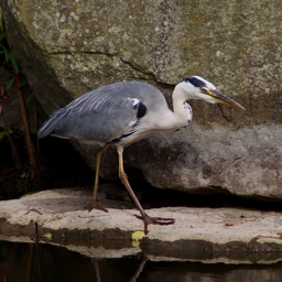 Grey Heron