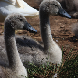 Cygnets 