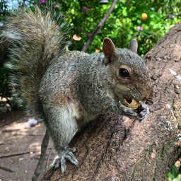 Grey Squirell