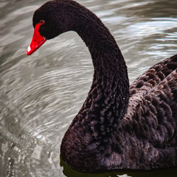 Black Swan